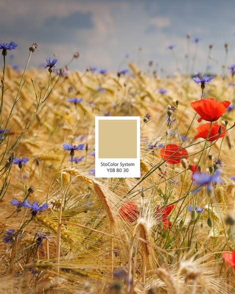 StoColor Y08-80-30 1